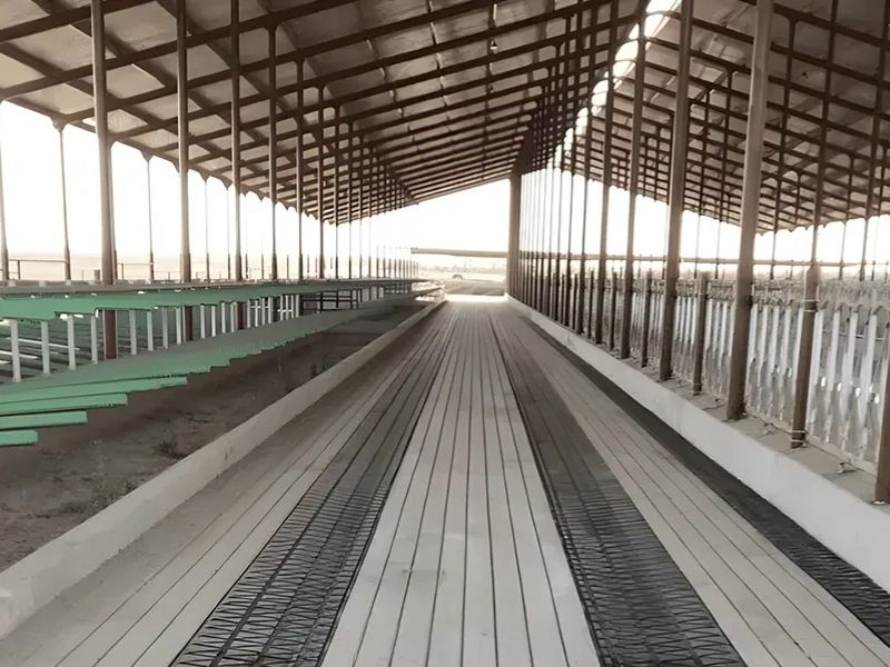 Dairy shed with rubber long-roll flooring